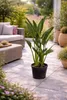 Strelitzia reginae 80–100 cm – Paradiesvogelblume, Produktbild-Vorschau 3