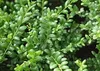 Stauden Gänge 1 x Ilex crenata 'Convexa' Kugel 25 - 35 cm - Produktbild-Vorschau 2