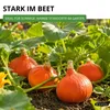 Hokkaido Kürbis Uchiki Kuri Samen - Cucurbita maxima - Produktbild-Vorschau 6