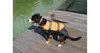 Dog Swimmer gilet de sauvetage pour chien orange, M Voir les images du produit 3