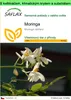 SAFLAX Garden to go - moringa - Moringa oleifera - 10 Náhled obrázku produktu 1