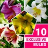 Winterharde dahlia-bollen, meerjarig - Collectie Productafbeelding-voorbeeld 1