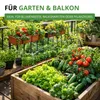 Gemüsesamen Set - 12 Sorten Samen - Saatgut Sortiment - Produktbild-Vorschau 6