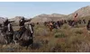 Xbox Games Xbox One Mount And Blade Ii: Bannerlord  PAL  Produktbild-Vorschau 4