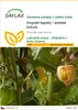 SAFLAX - Angrešt kapský / andské bobule - Physalis Náhled obrázku produktu 1