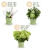 Green boutiQ - Gartenpflanze - Hydrangea panniculata Produktbild-Vorschau 4