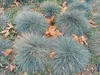 Stauden Gänge 3 x Festuca glauca/cinerea 'Elijah Blue' im 1 Produktbild-Vorschau 5