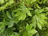 Fatsia japonica (aralia_sieboldii) - Izbová arália 40- 60 Náhľad obrázku produktu 2
