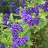 2 x Bartblume - Caryopteris clandonensis | 40-50 cm in Anteprima dell’immagine prodotto 1