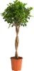 Dehner Lorbeer-Feige Moclame, mit Stämmchen, 120 - 140 cm, Produktbild-Vorschau 1