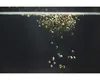 Aquariumfischfutter StreamBiz Crusta Plus Insekten Chips 40 Produktbild-Vorschau 2