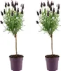 2x Lavandula Stoechas Anouk Stam P12 H30 Produktbild-Vorschau 1