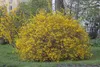 Forsythia intermedia 'Spectabilis', Forsythie, leuchtend Produktbild-Vorschau 1