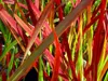 A close-up view of red and green ornamental grass leaves. Produktbild-Vorschau