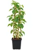 Dornlose Brombeere Chester Thornless 50–70 cm – Rubus Produktbild-Vorschau 4