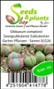 15x Gibbaeum comptonii Zwergsukkulente Sukkulenten Garten Produktbild-Vorschau 4