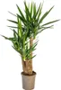 Yucca Elephantipes géant, plante d'intérieur, Ø24cm, Voir les images du produit 1