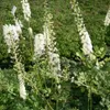 6 x Christophskraut - Actaea racemosa  | Topf 9cm x 9cm Produktbild-Vorschau 2