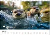 Wilde Heimat - Fischotter (Wandkalender 2026 DIN A4 quer), Produktbild-Vorschau 9