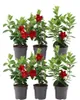 Dipladenia, rot - 6 Pflanzen Produktbild-Vorschau 1