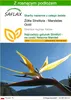 SAFLAX - Żółta Strelitzia - Mandelas Gold - 4 Nasiona - Z Podgląd zdjęcia produktu 1