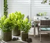 Dehner Rispen-Hortensie Limelight, weiße Blüten, ca. 30-40 Produktbild-Vorschau 6