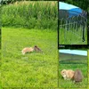 A collage of images showing a portable animal enclosure set up on grass, with rabbits inside and close-ups of the enclosure's features and animals. Produktbild-Vorschau