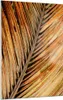 Bilder auf glas - Einteilig - Orange Blatt Tropisch - Produktbild-Vorschau 1