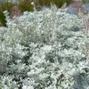 6 x Gabelblättriger Silber Wermut - Artemisia stelleriana Produktbild-Vorschau 2