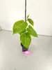 Set de 4 plantas de granadilla (Passiflora ligularis) – Vista previa de la imagen del producto 3