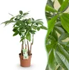 Green boutiQ - Plantes d'intérieur - Pachira Aquatica multi Voir les images du produit 1