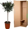 Ružový vavrín - zahradní rostlina, prumer 22cm, výška 90cm Náhled obrázku produktu 3