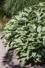 Hosta x fortunei 'Stenantha', Funkie, grün, ca. 11x11 cm Produktbild-Vorschau 2