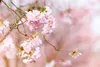 Prunus subhirtella 'Accolade', Zierkirsche, rosa Blüten, Produktbild-Vorschau 8