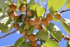 Súprava s lotosom - Diospyros lotos - hruška bohov - výška Náhľad obrázku produktu 2