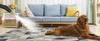 A golden retriever dog is lying on a rug in front of a sofa, while steam is being sprayed from a device onto the rug. Náhled obrázku produktu