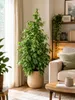Ficus Benjamina Golden King 130-150 cm | Birkenfeige Produktbild-Vorschau 1