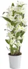 Dehner Traubenorchidee, üppige weiße Blüten, ca. 40-50 cm, Produktbild-Vorschau 1