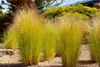 Stipa tenuissima 'Ponytails', Ziergras, ca. 1L Topf Produktbild-Vorschau 4