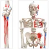 Anatomie Modell Skelett Knochen Körper Mensch Muskeln Produktbild-Vorschau 2