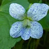 6 x Pfingstveilchen  - Viola sororia 'Freckles'  | Topf 9cm Produktbild-Vorschau 2
