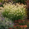 Stauden Gänge 1 x Pennisetum alopecuroides im 1 Liter Topf Produktbild-Vorschau 7