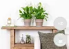 Bloomique - 2er Set - Spathiphyllum Torelli - Friedenslilie Produktbild-Vorschau 2
