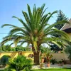 Semená Phoenix Canariensis - balenie 10 ks - Semená palmy - Náhľad obrázku produktu 16