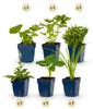 Staudenpaket - Farbe Weiß - 24 Stauden - Für 3 m2 - Produktbild-Vorschau 2