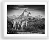 Gerahmtes Poster - Weißer Rahmen - Giraffen Schwarzweiß Produktbild-Vorschau 1