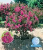 BALDUR Garten Flieder des Südens, 1 Pflanze, Lagerstroemia Produktbild-Vorschau 1