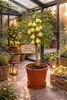 Ficus carica ‘Blanca Gota de Miel’ – 70–100 cm Produktbild-Vorschau 1