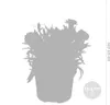 Bloomique - 6er-Mix - Dianthus - Nelken - Farb-Mix - Produktbild-Vorschau 3