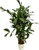 Trendyplants - Caryota Mitis - Palma s rybím chvostom - Náhľad obrázku produktu 1